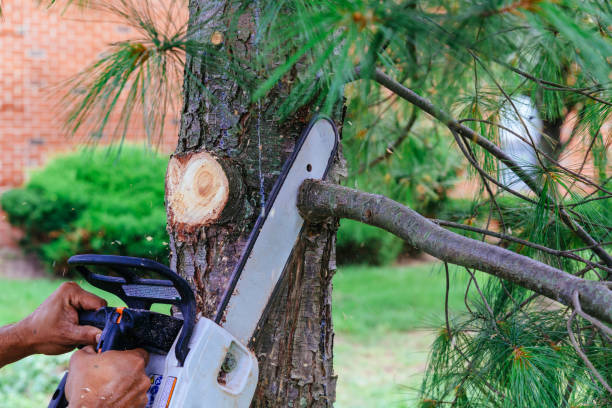 Best Hazardous Tree Removal  in Stockton, KS